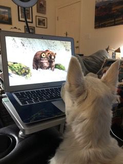 Fergus